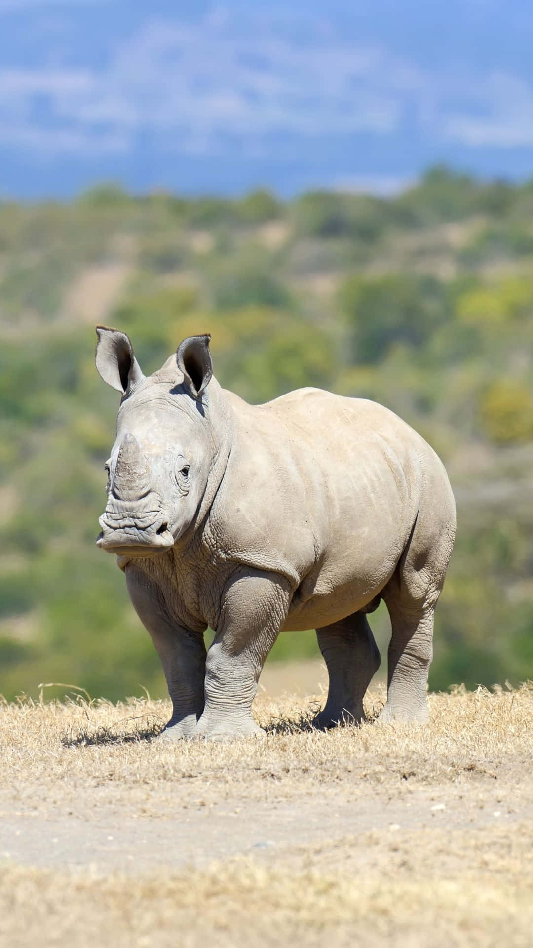 White Rhinoceros, savannah, dry grass, Full HD Phone Wallpaper