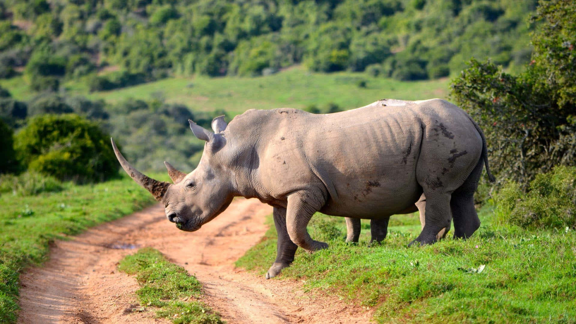 White Rhinoceros, natural habitat, dirt path, Full HD Desktop Wallpaper