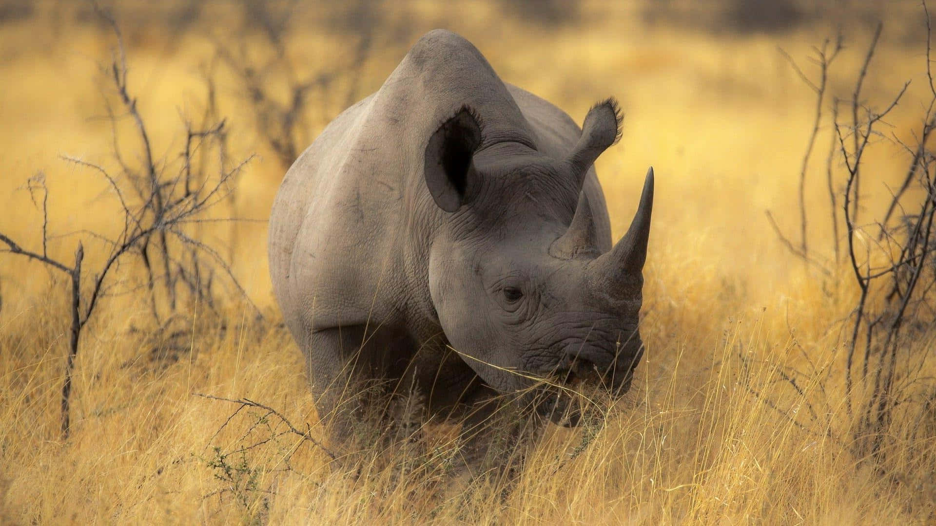 White Rhinoceros, savanna grasslands, golden grasslands, Full HD Desktop Wallpaper