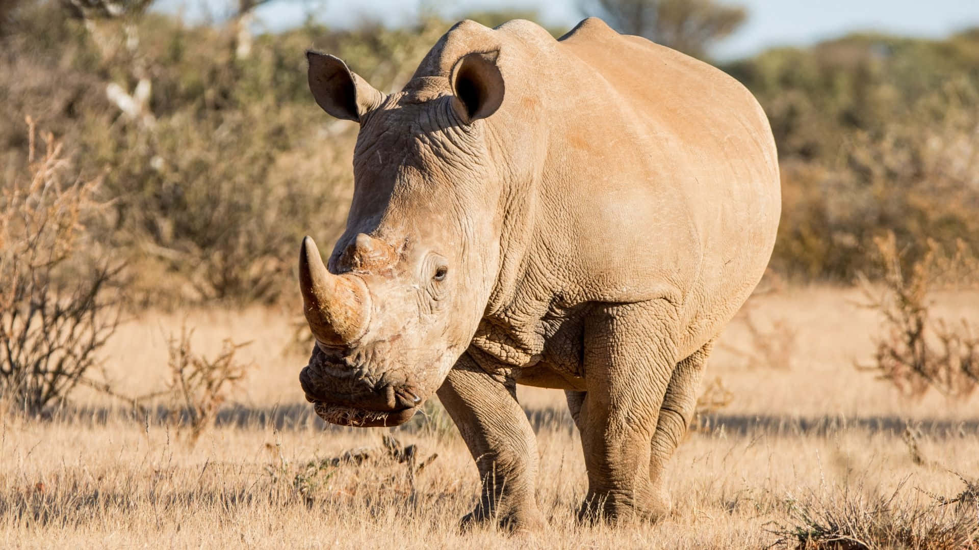 White Rhinoceros, savannah, dry grassland, Full HD Desktop Wallpaper