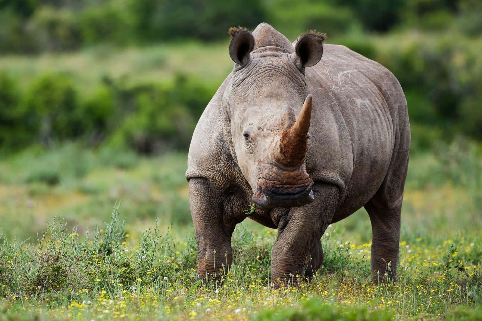 White Rhinoceros, grassy habitat, sunlit, HD Desktop Wallpaper