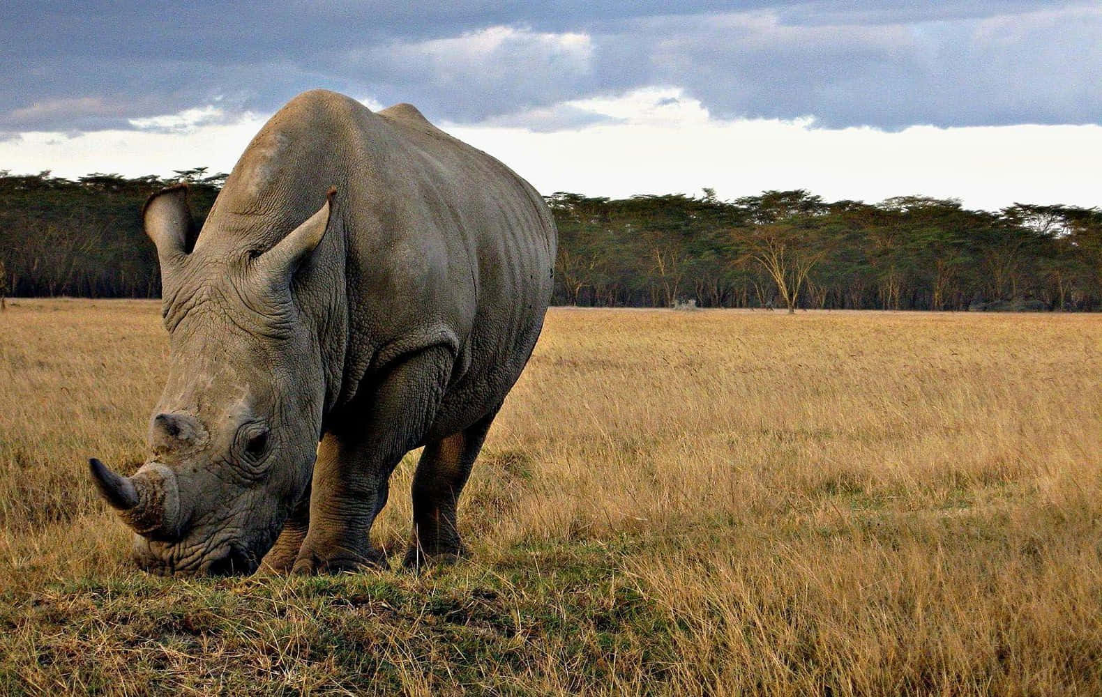 White Rhinoceros, savannah, golden savanna, HD Desktop Wallpaper