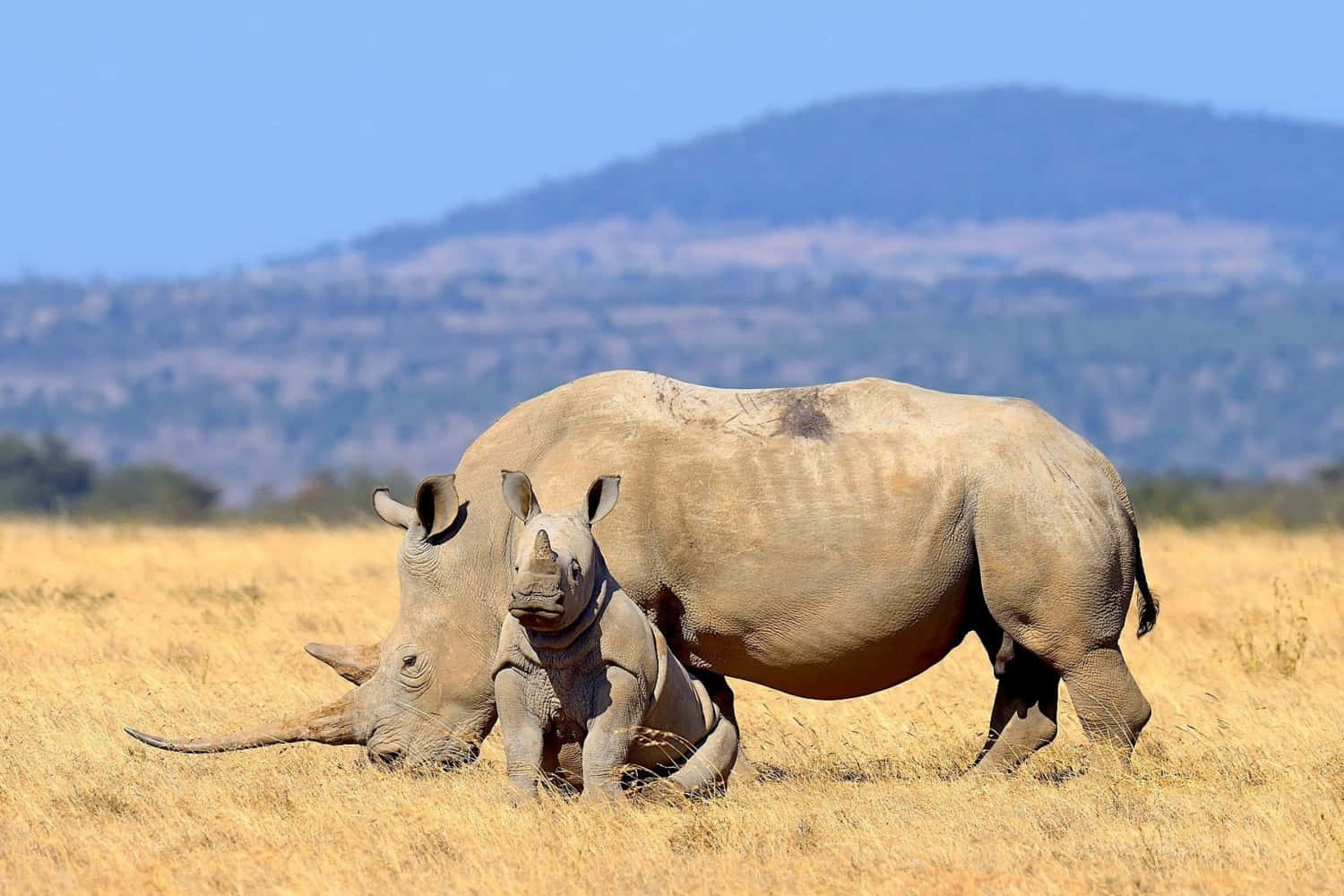 White Rhinoceros, calf, savannah, HD Desktop Wallpaper