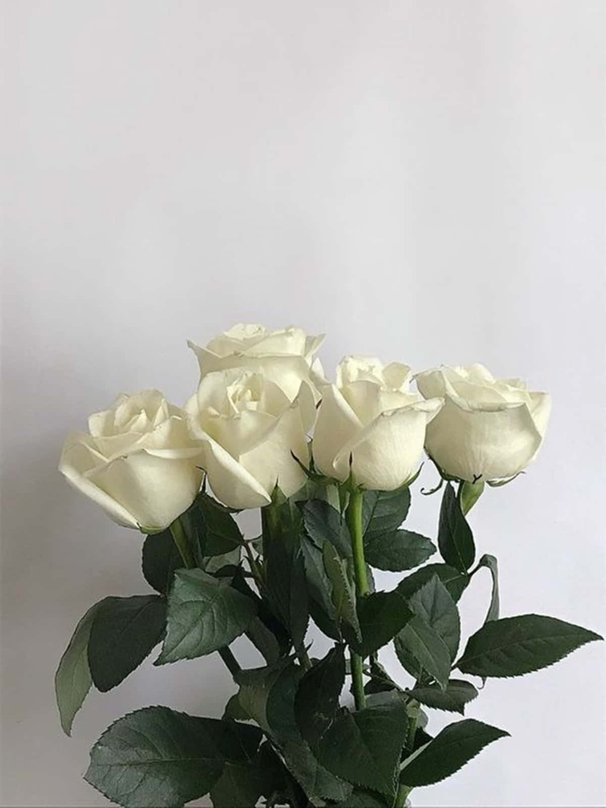 white rose, creamy white roses, lush green leaves, HD Phone Wallpaper