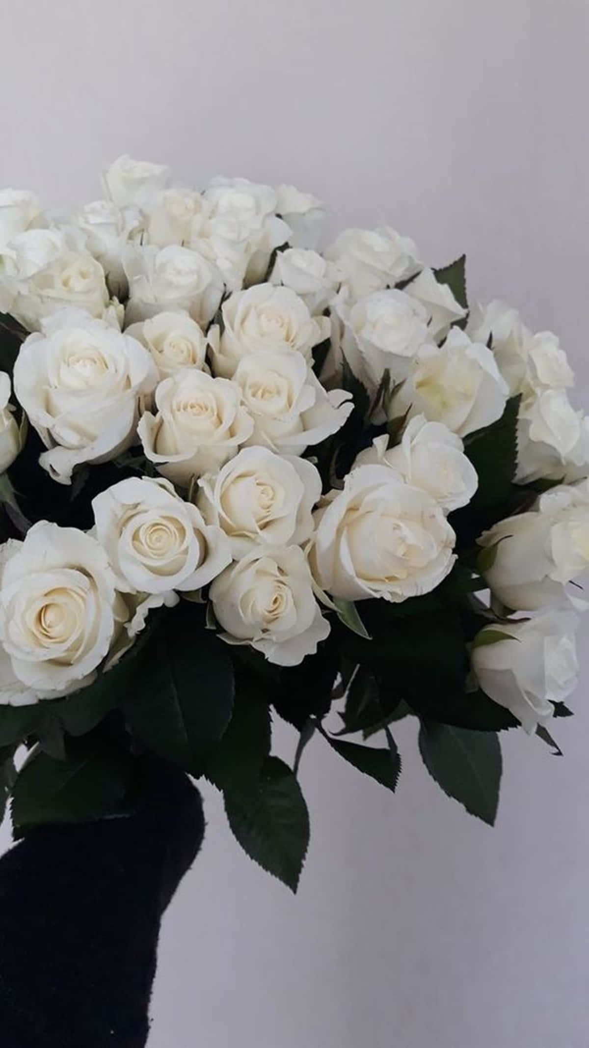 white rose aesthetic, pristine white roses, deep green leaves, Full HD Phone Wallpaper