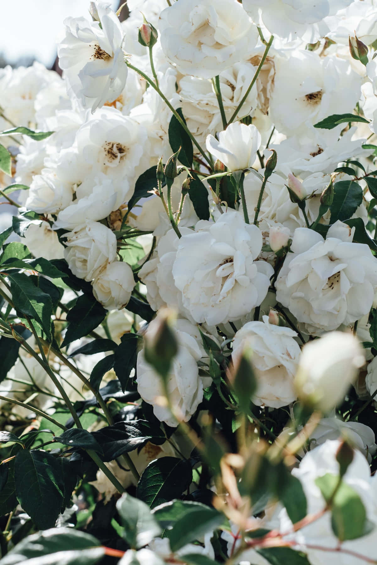 white roses, garden, dark green leaves, HD Phone Wallpaper