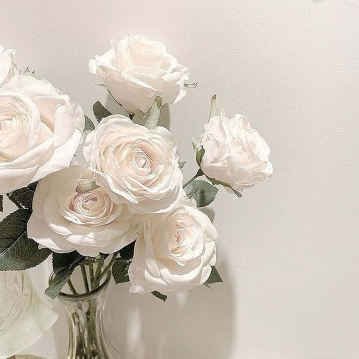 white rose blossom, garden, warm day, SD Desktop Wallpaper