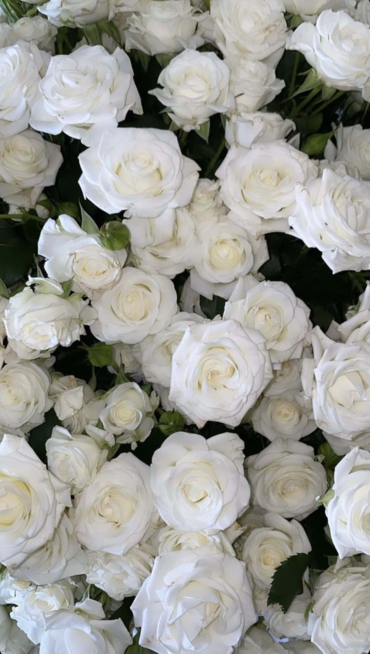 white rose, pristine white roses, lush green leaves, Full HD Phone Wallpaper