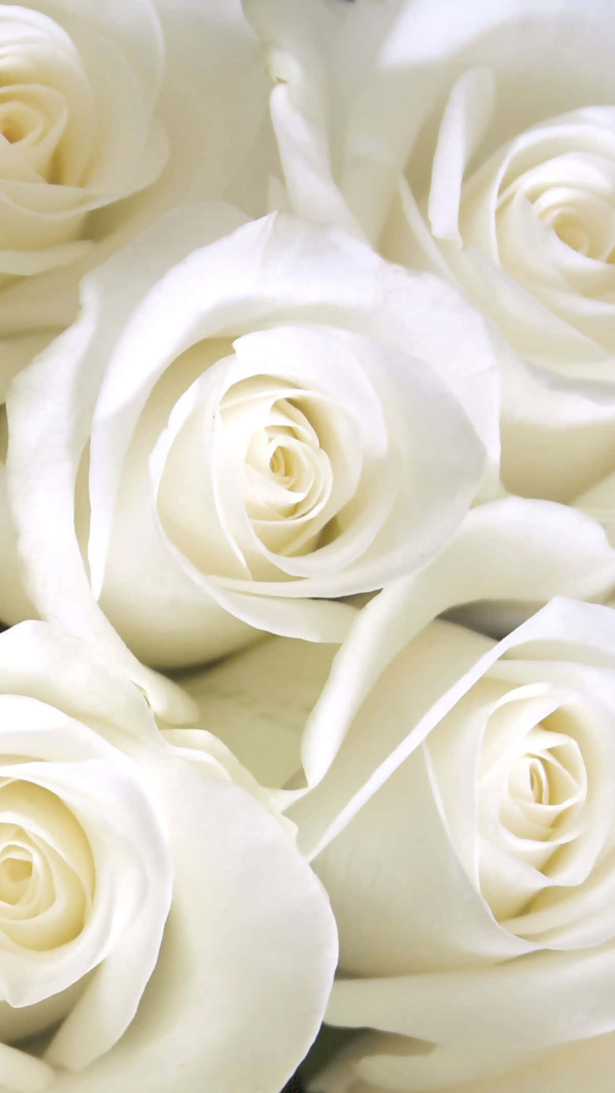 White Roses Aesthetic, pristine white roses, soft petals, Full HD Phone Wallpaper