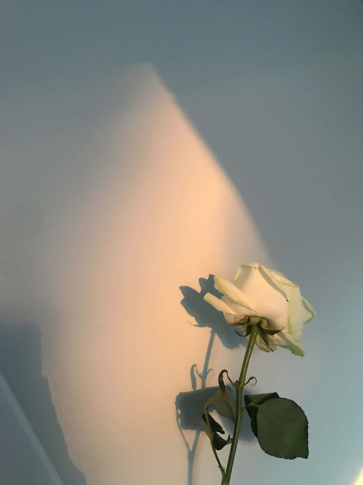 White Rose Aesthetic, golden hour, single white rose, HD Phone Wallpaper