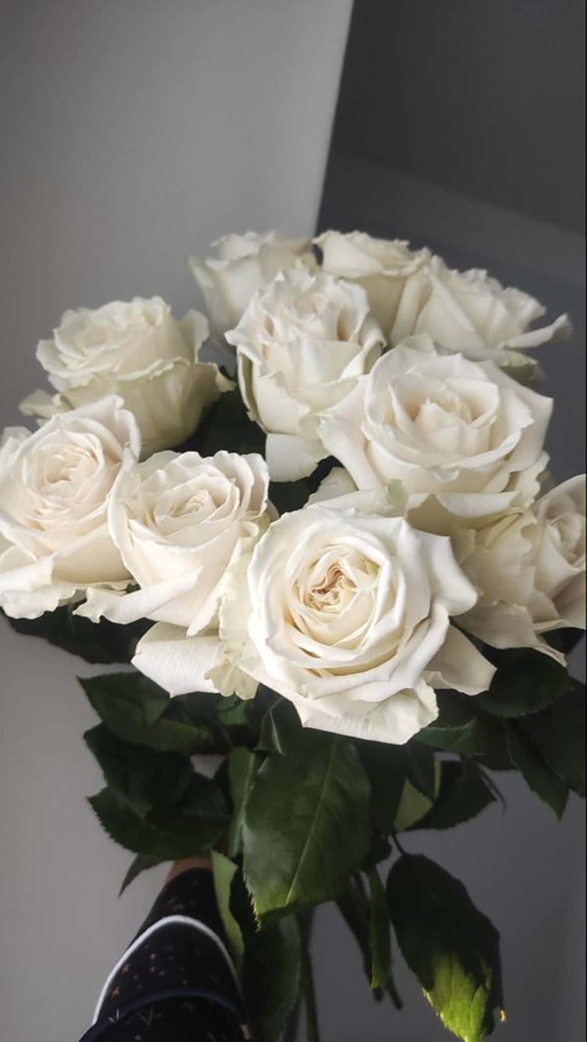 White Rose Aesthetic, creamy white roses, deep green leaves, Full HD Phone Wallpaper