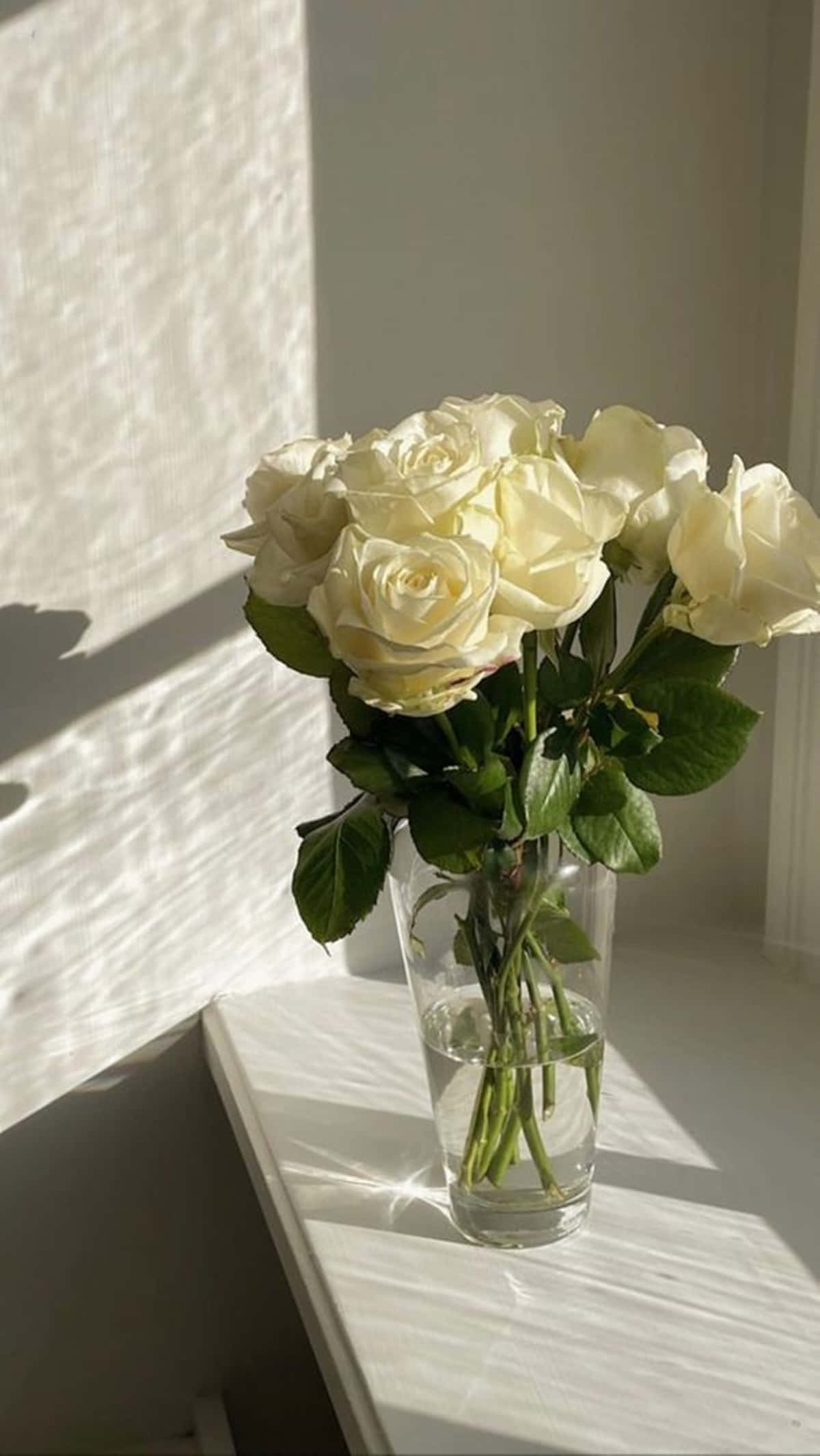 creamy white roses, clear glass vase, soft sunlight, Full HD Phone Wallpaper