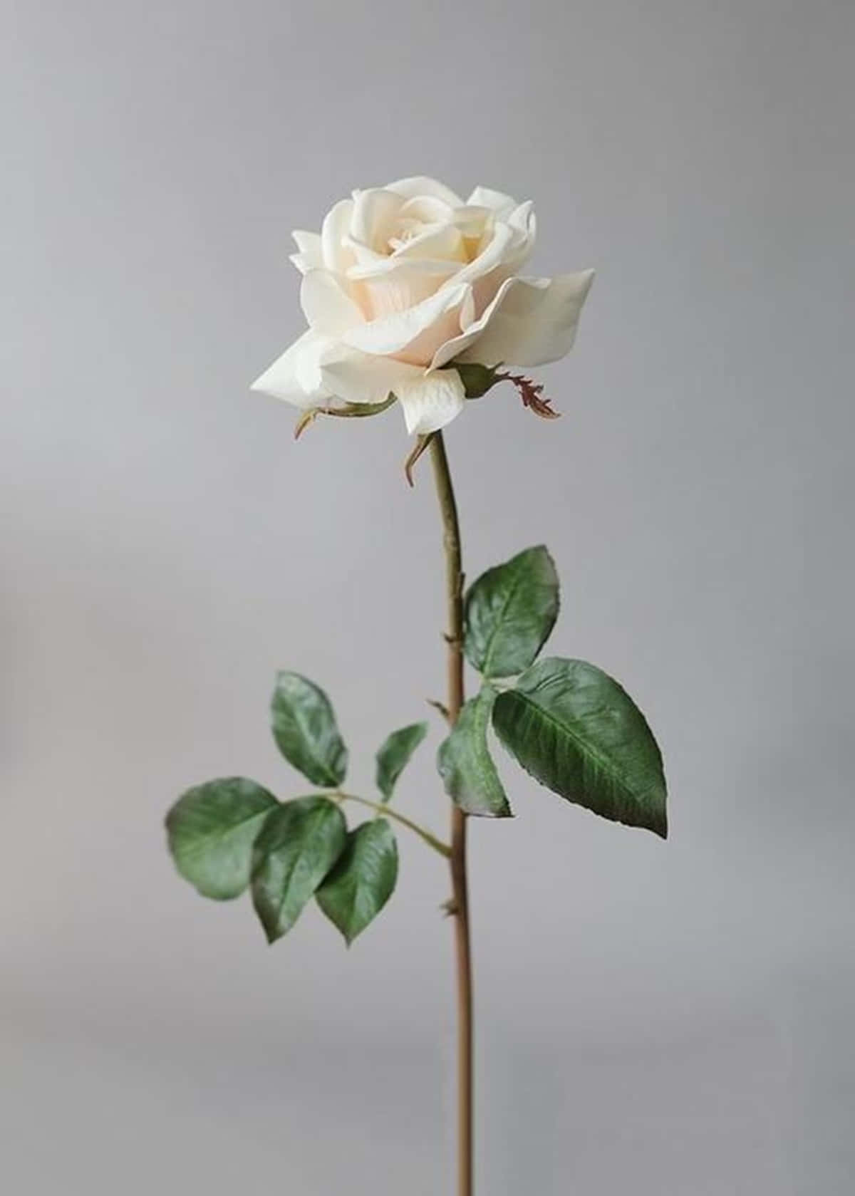 White Rose Aesthetic, cream rose, green leaves, HD Phone Wallpaper