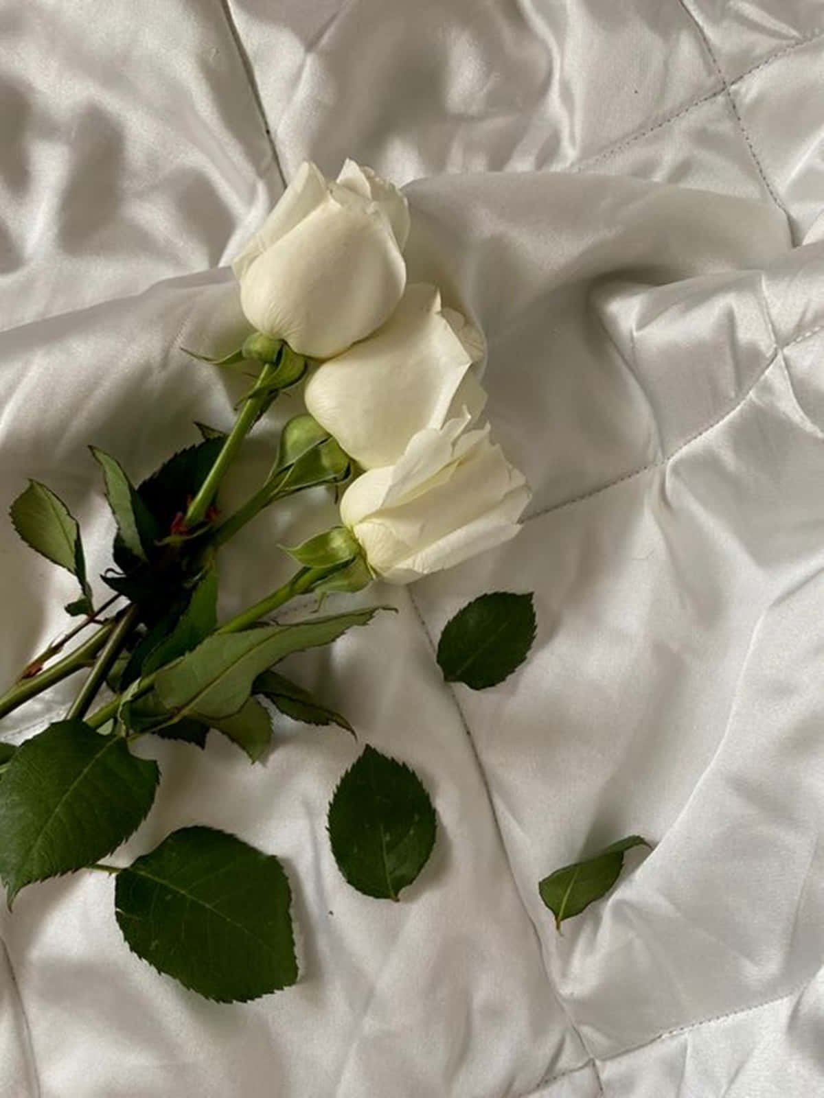 White Rose Aesthetic, white roses, green leaves, HD Phone Wallpaper