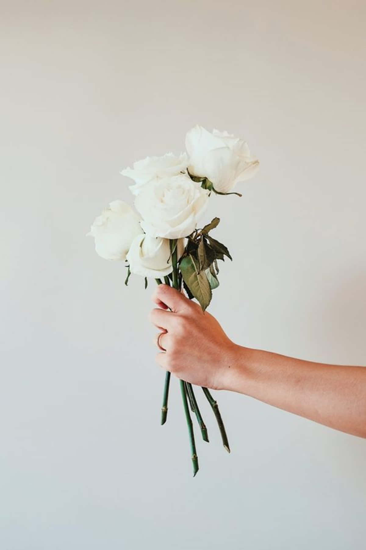white rose, pristine white roses, soft neutral background, HD Phone Wallpaper