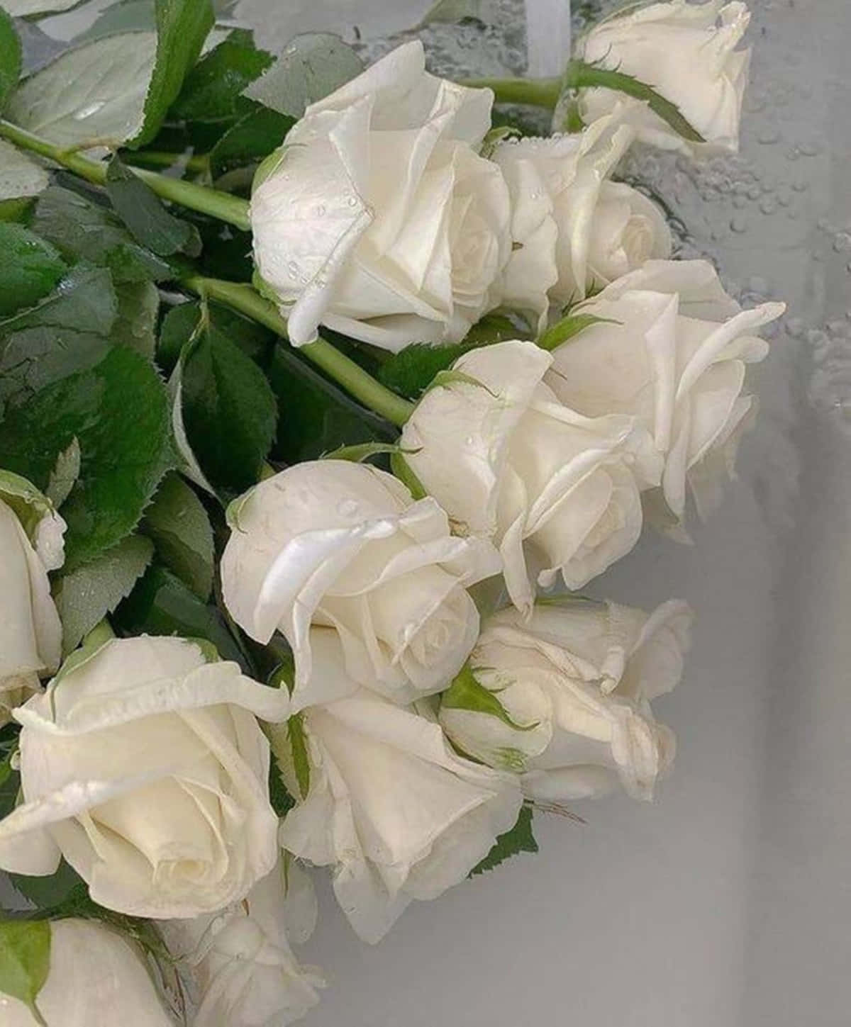 white rose, dewdrops on petals, green leaves, HD Phone Wallpaper