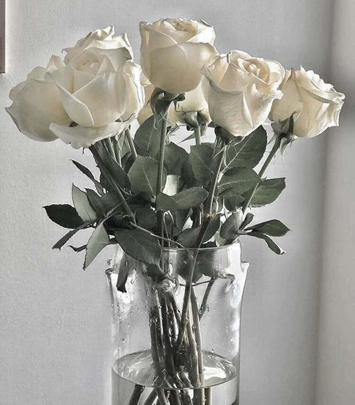 White Rose Aesthetic, clear glass vase, creamy white roses, HD Phone Wallpaper