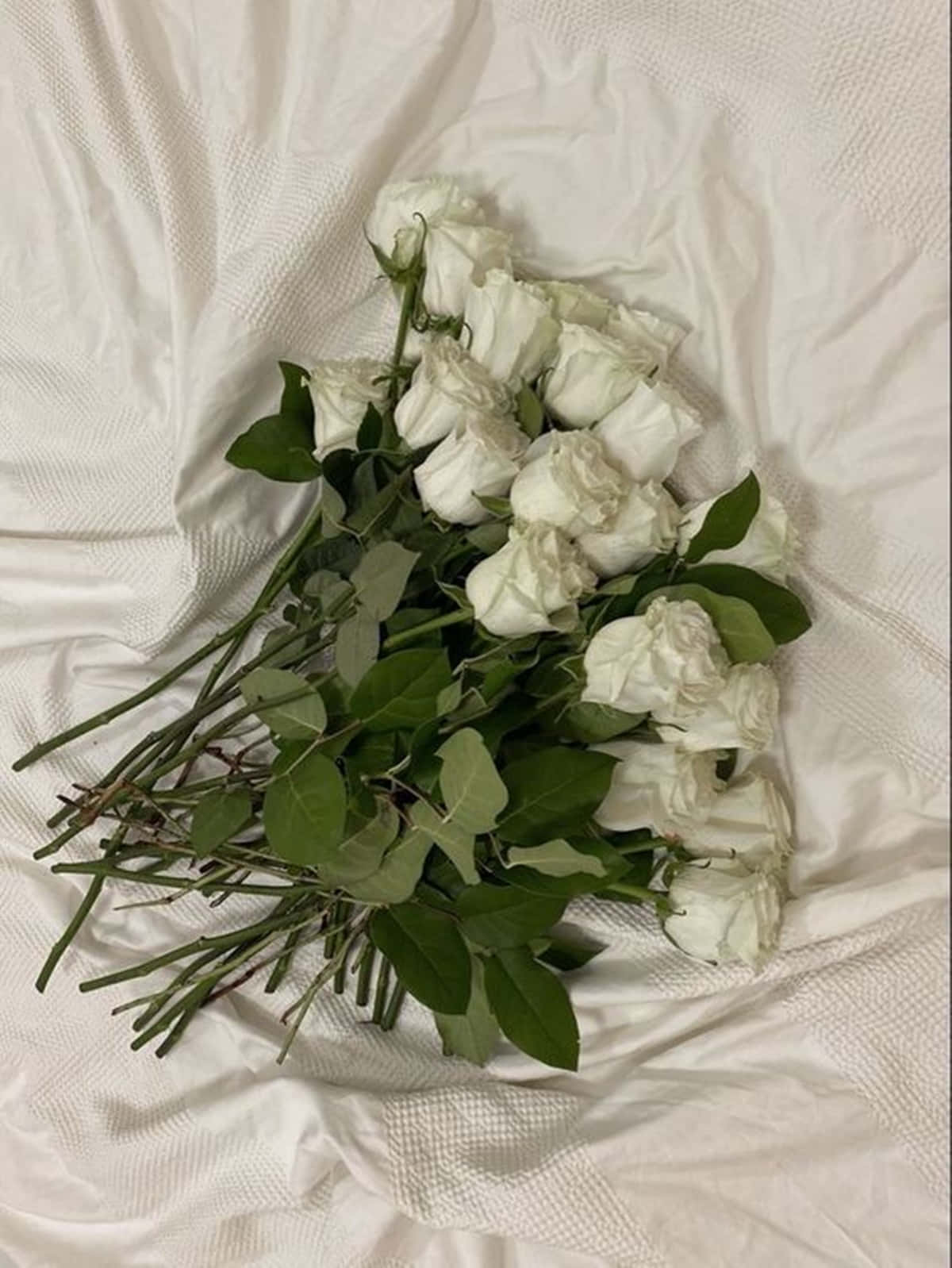 White Rose Aesthetic, white roses, green leaves, HD Phone Wallpaper