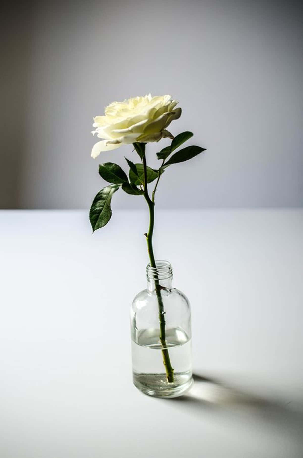 White Rose Aesthetic, white rose, clear glass bottle, HD Phone Wallpaper