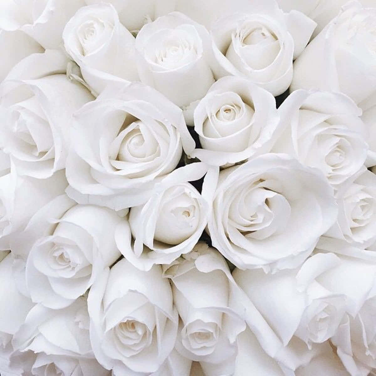 white rose, pristine white roses, soft petals, SD Desktop Wallpaper