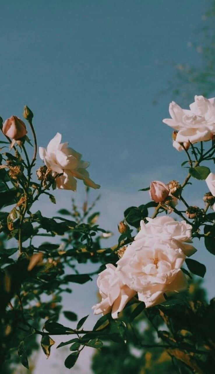White Roses Nature Aesthetic Phone, soft white roses, clear blue sky, HD Phone Wallpaper