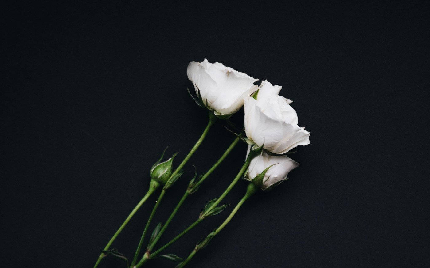 White Flower Diagonal, white roses, green stems, HD Desktop Wallpaper