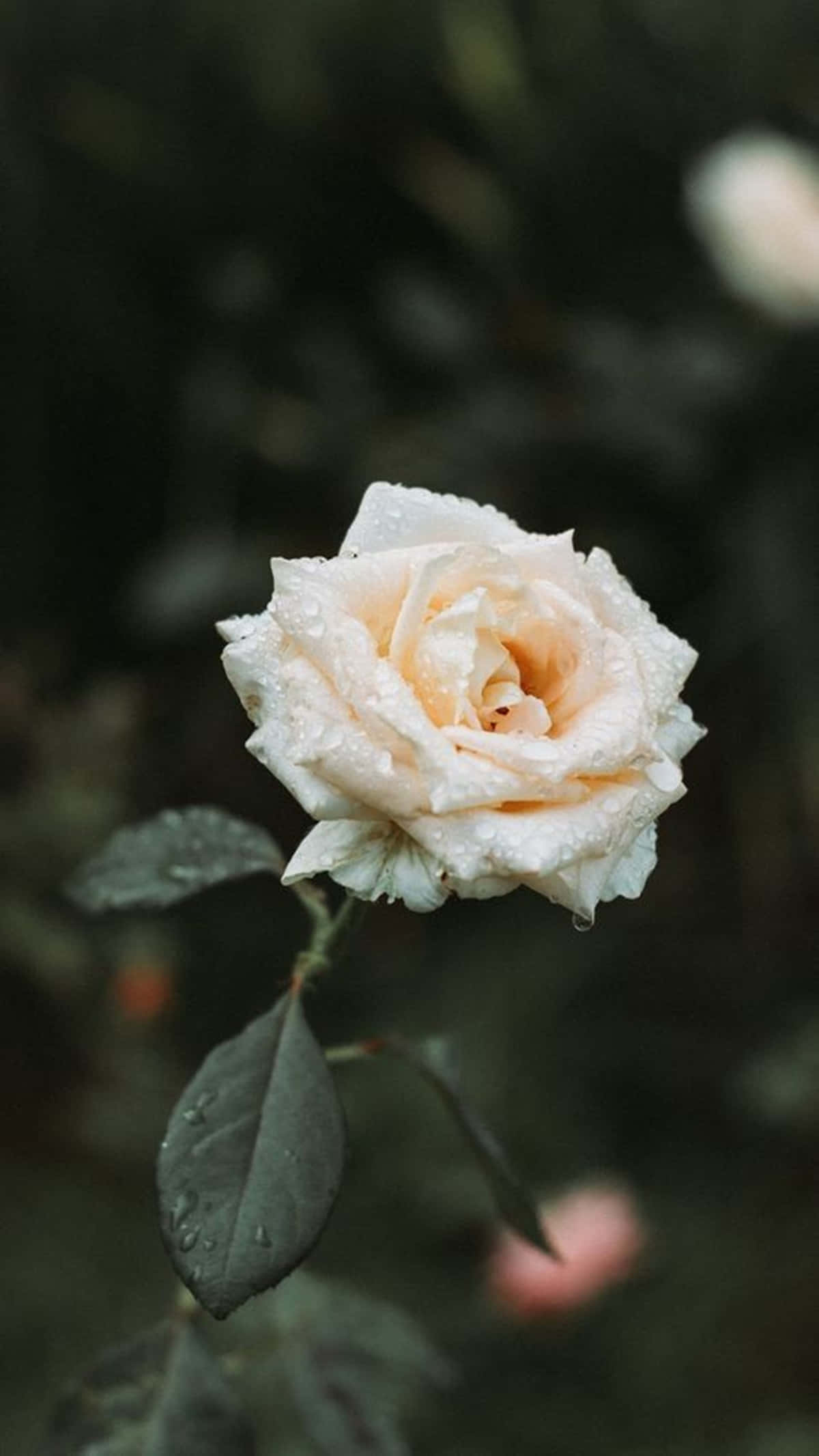 White Rose Aesthetic, cream rose, dewdrops, Full HD Phone Wallpaper