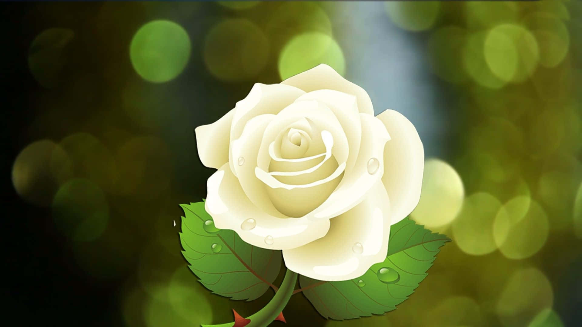 White Rose, dewdrops, soft green bokeh background, Full HD Desktop Wallpaper