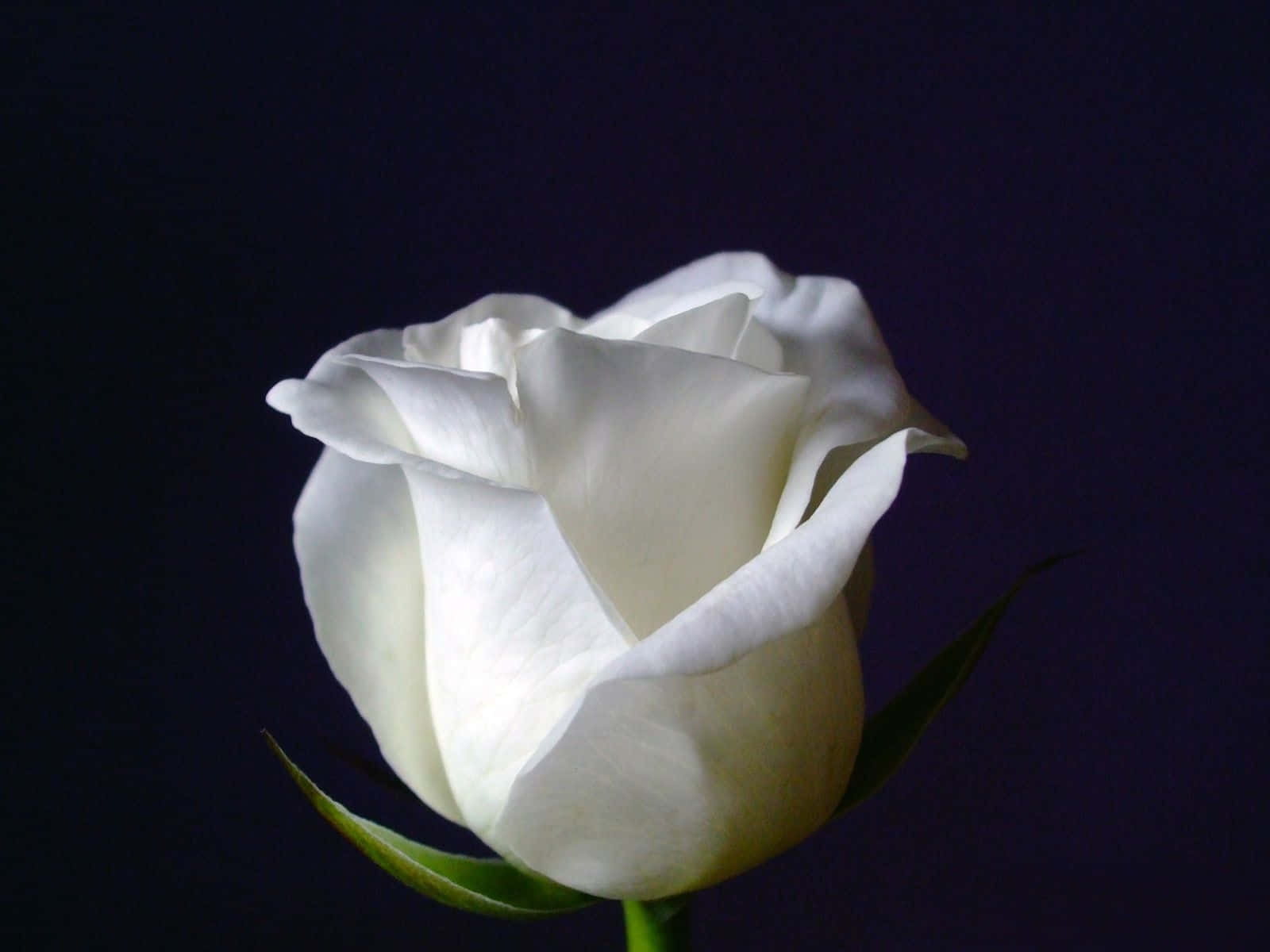 White Rose Flower Blossom, white rose, deep purple backdrop, HD Desktop Wallpaper