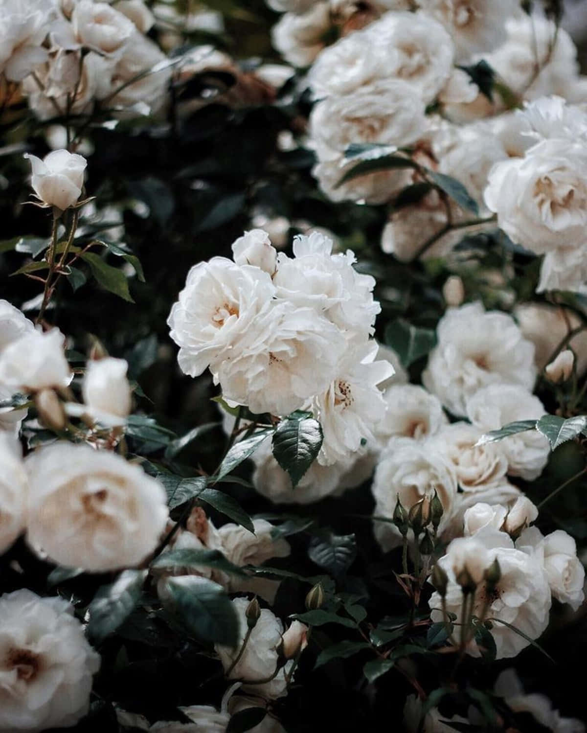 white roses, garden, creamy white roses, HD Phone Wallpaper