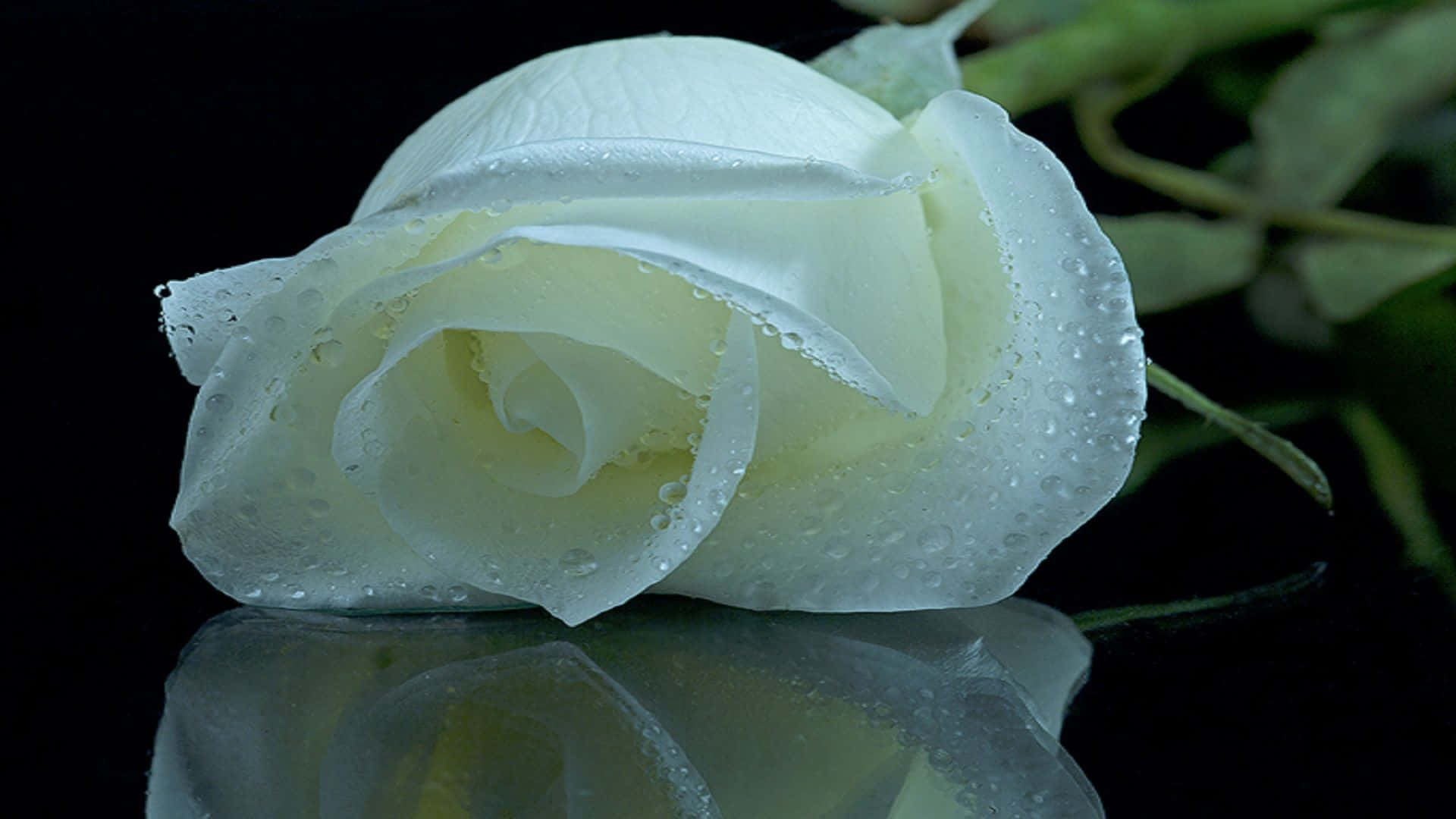 White Rose, dewdrops, stark black background, Full HD Desktop Wallpaper