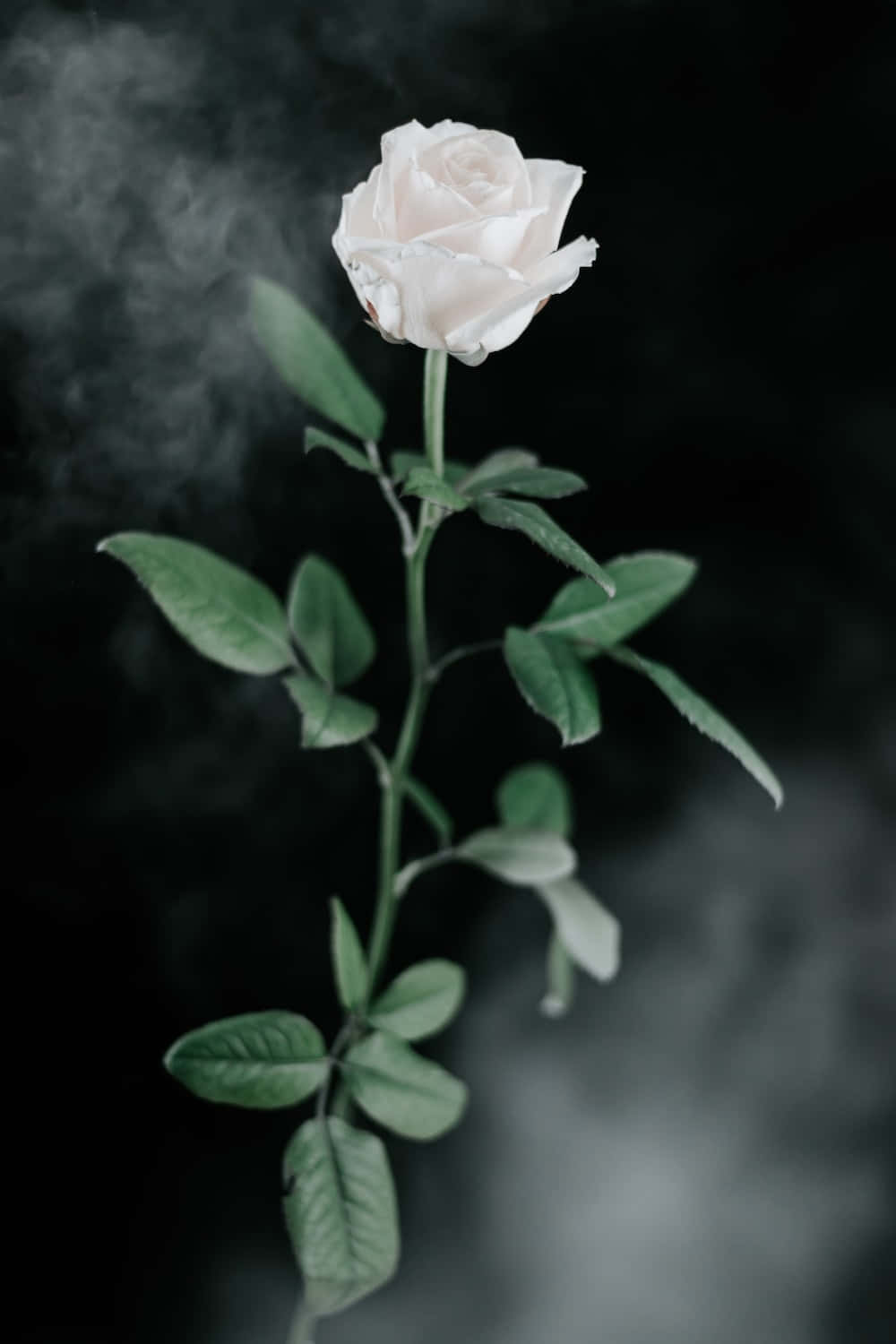 White Roses iPhone, white rose, green leaves, HD Phone Wallpaper