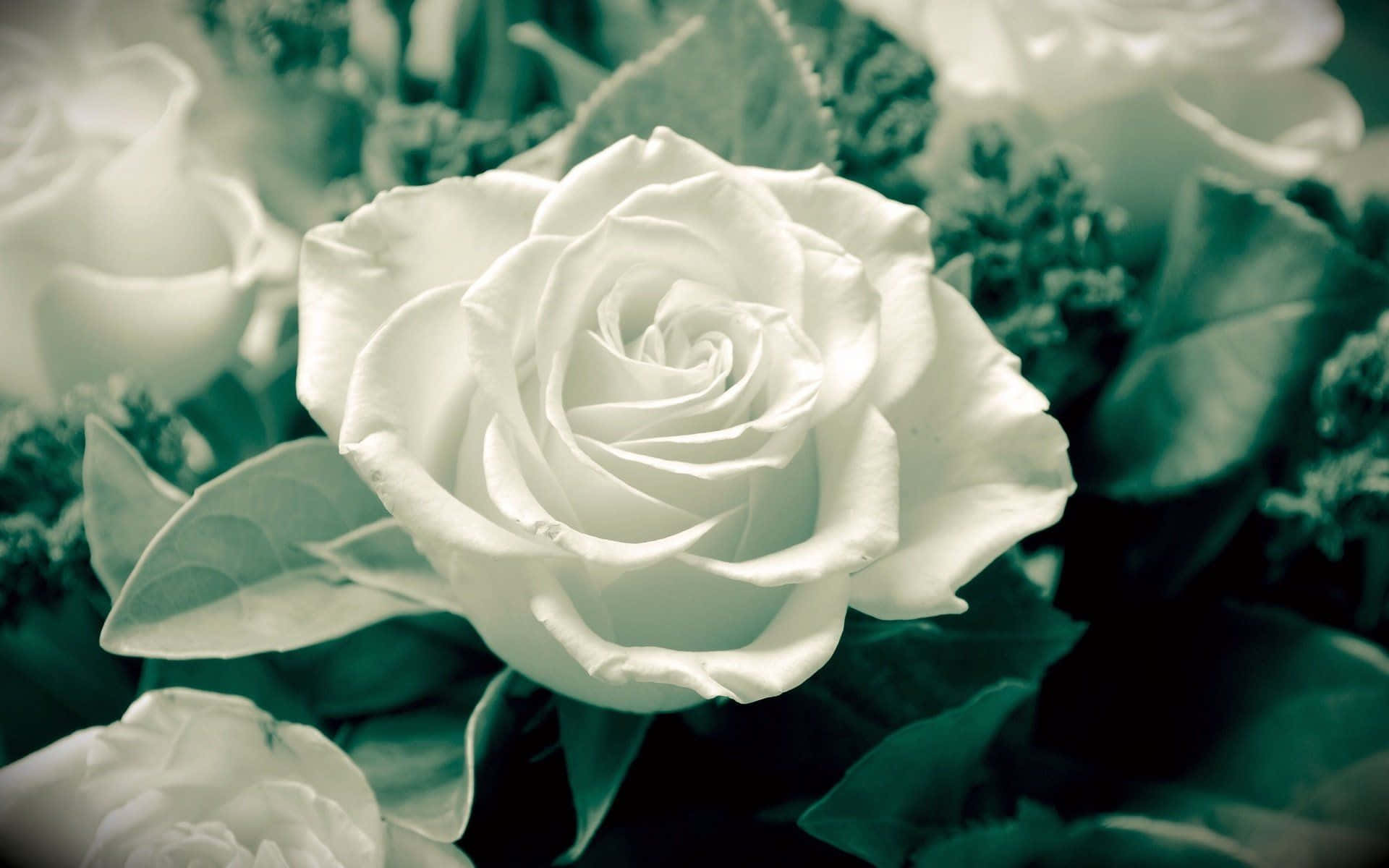 White Rose, cool-toned vintage filter, soft focus, Full HD Desktop Wallpaper