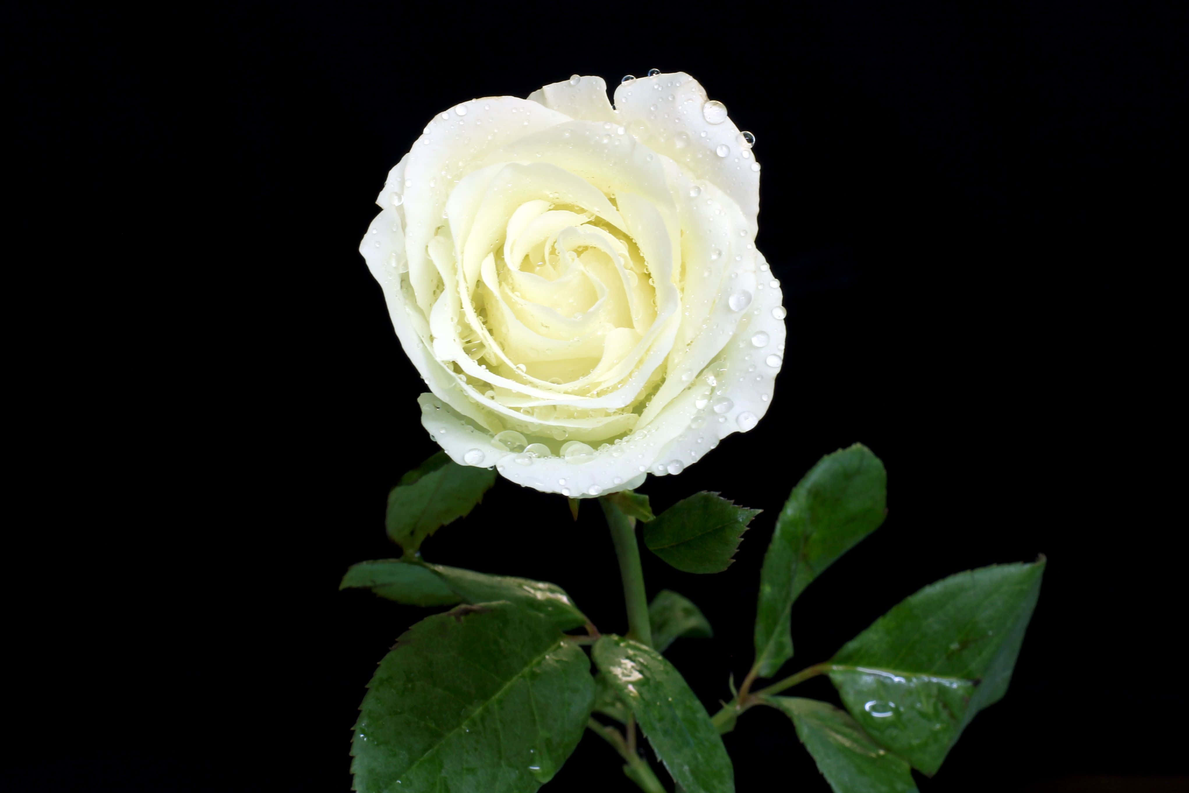 white rose, dewdrops, stark black background, 4K Desktop Wallpaper
