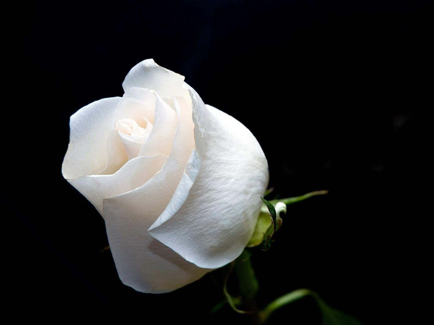 White Rose, delicate petals, deep black background, HD Desktop Wallpaper