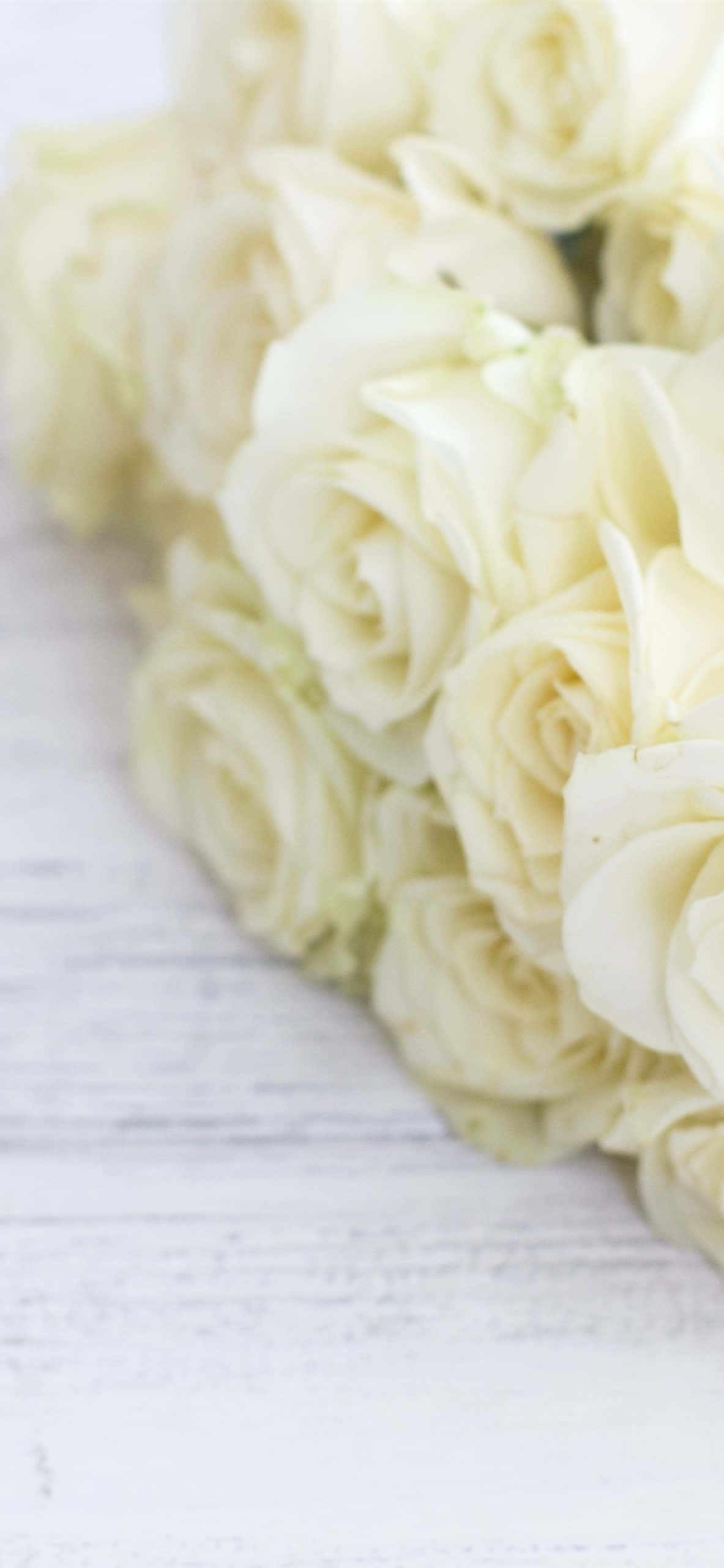 White Roses iPhone, creamy white roses, weathered white wooden surface, 2K Phone Wallpaper