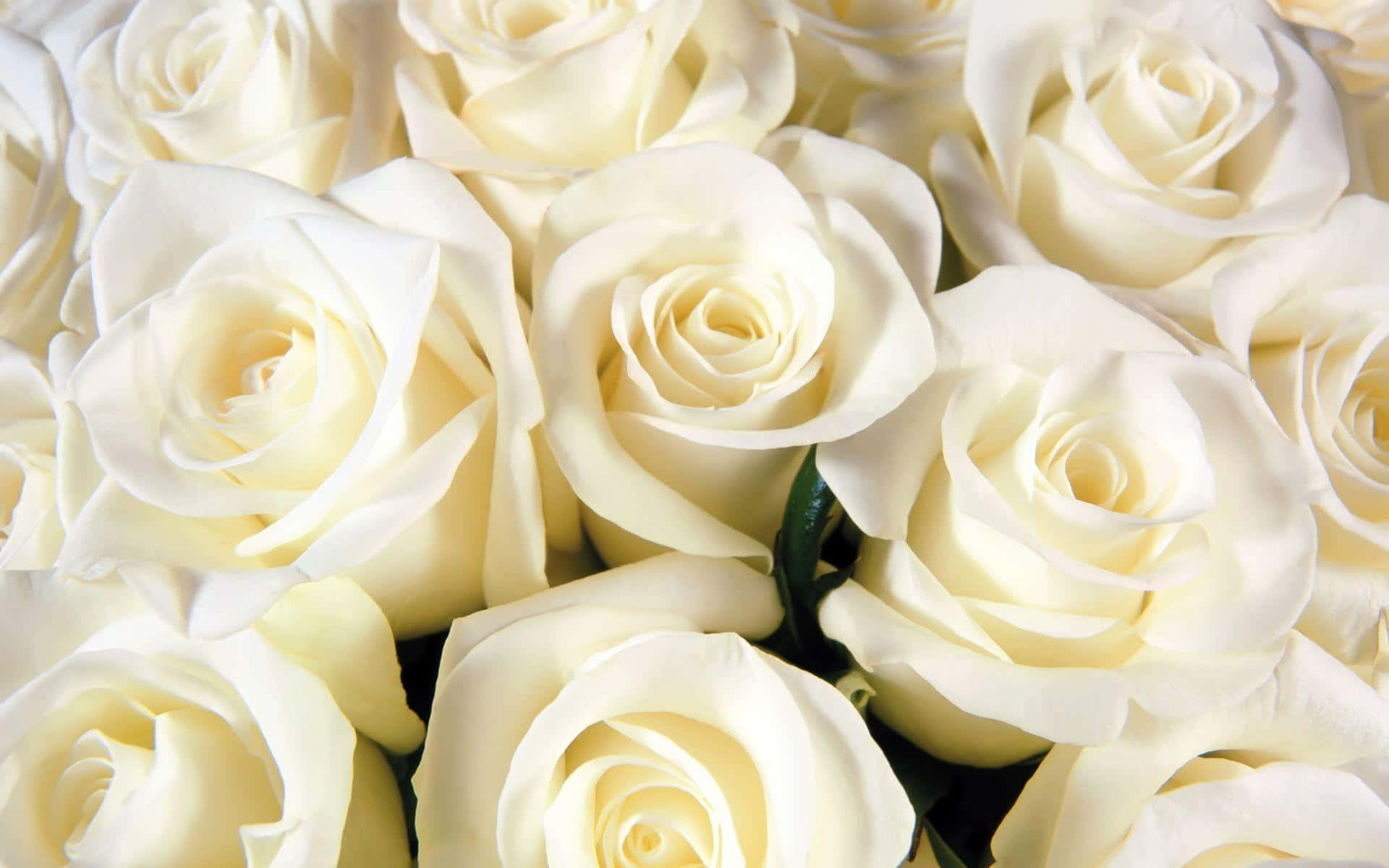white rose, creamy white roses, soft petals, Full HD Desktop Wallpaper