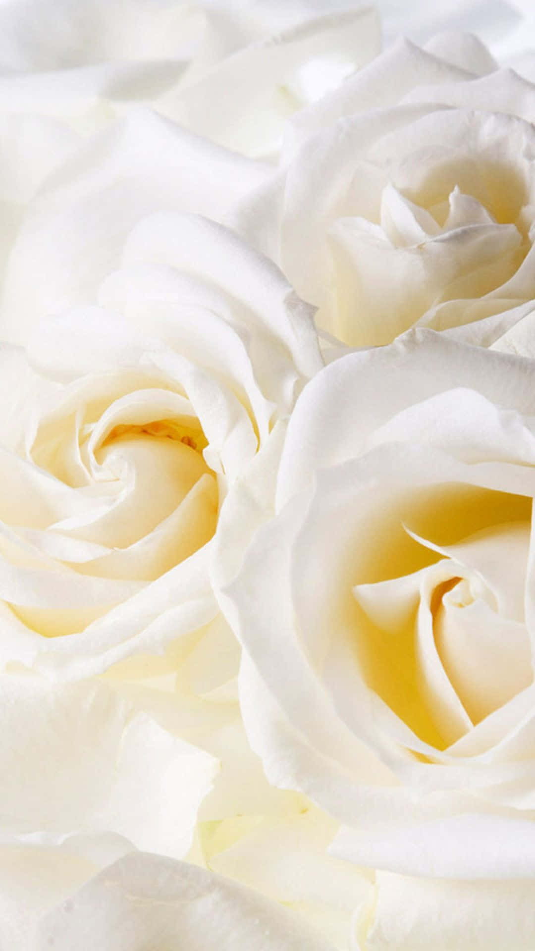 White Roses, iPhone, soft white roses, Full HD Phone Wallpaper