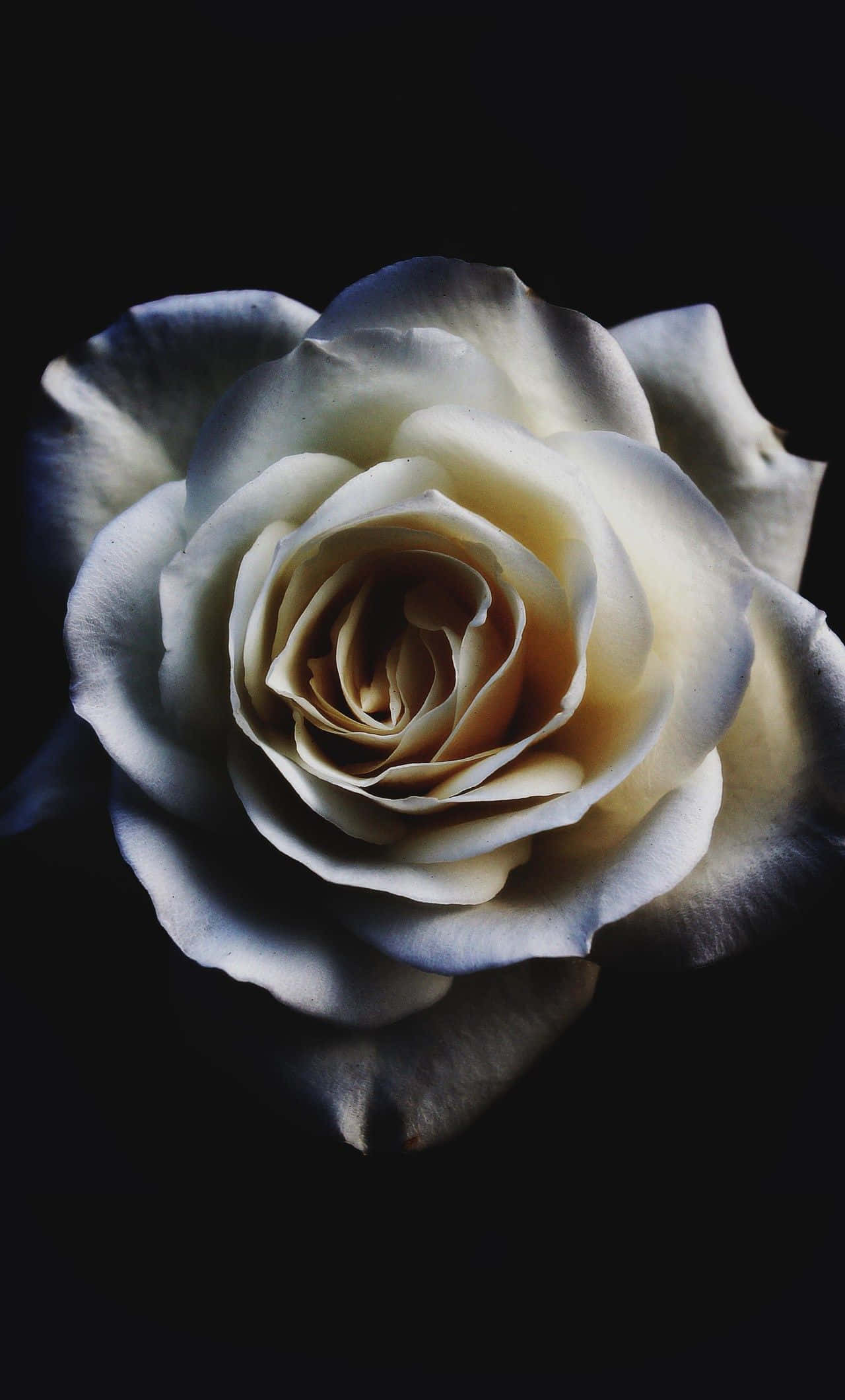 White Roses iPhone, cream rose, black background, Full HD Phone Wallpaper