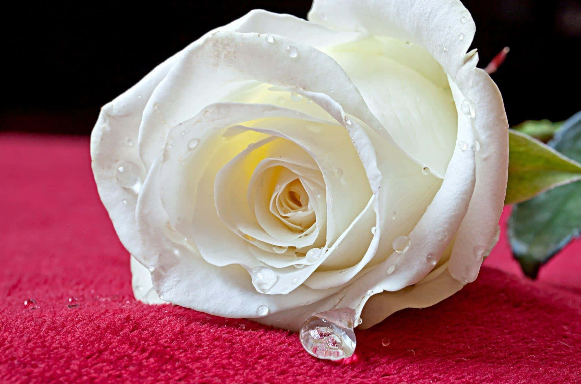 white rose, red cloth, dewdrops, Full HD Desktop Wallpaper
