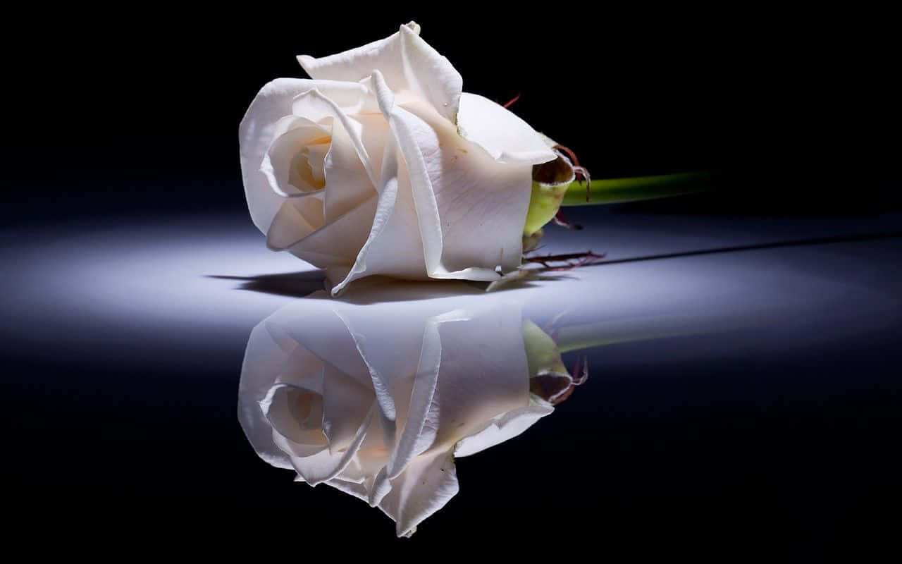 white rose, reflective surface, dark background, HD Desktop Wallpaper