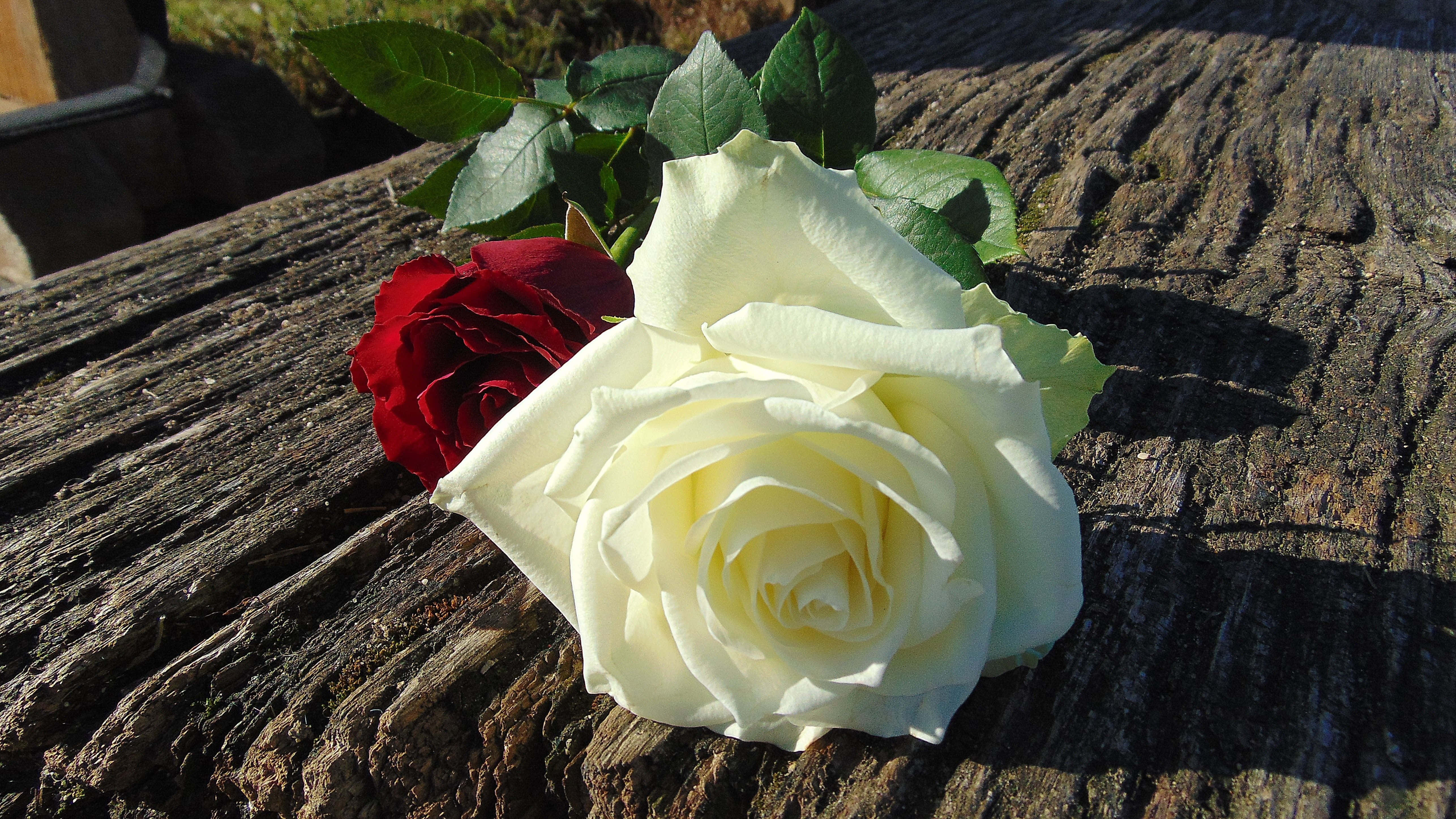 white rose, red and white rose, wooden bench, 5K Desktop Wallpaper