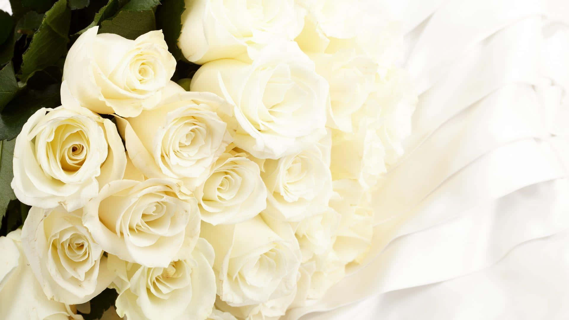 White Rose, creamy white roses, soft green leaves, Full HD Desktop Wallpaper