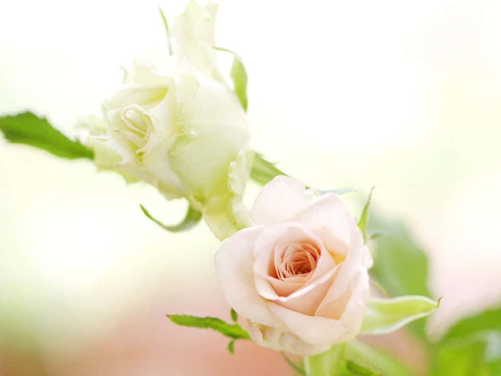 White Rose, delicate roses, fully bloomed, SD Desktop Wallpaper