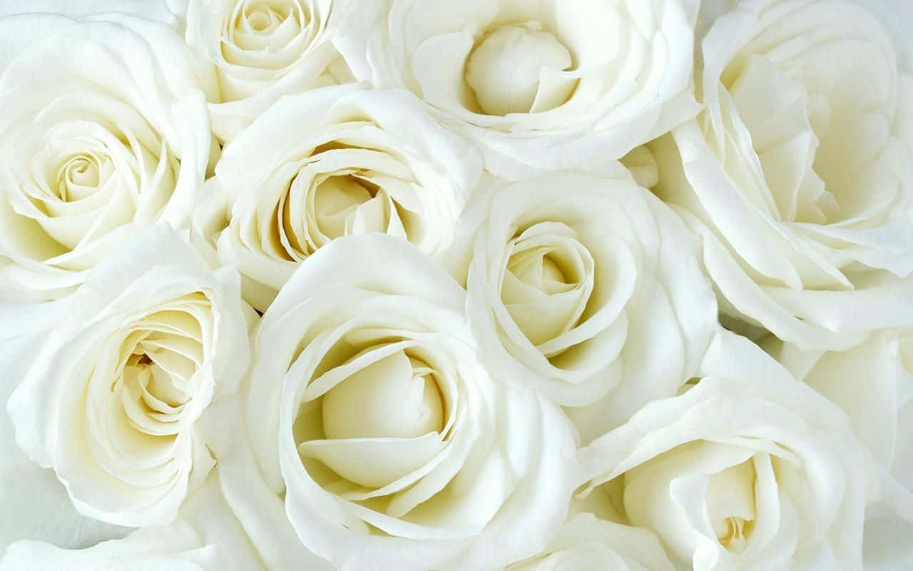 White Rose, pristine white roses, soft petals, HD Desktop Wallpaper