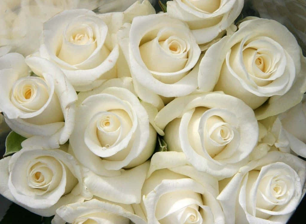 white rose, pristine white roses, soft petals, SD Desktop Wallpaper