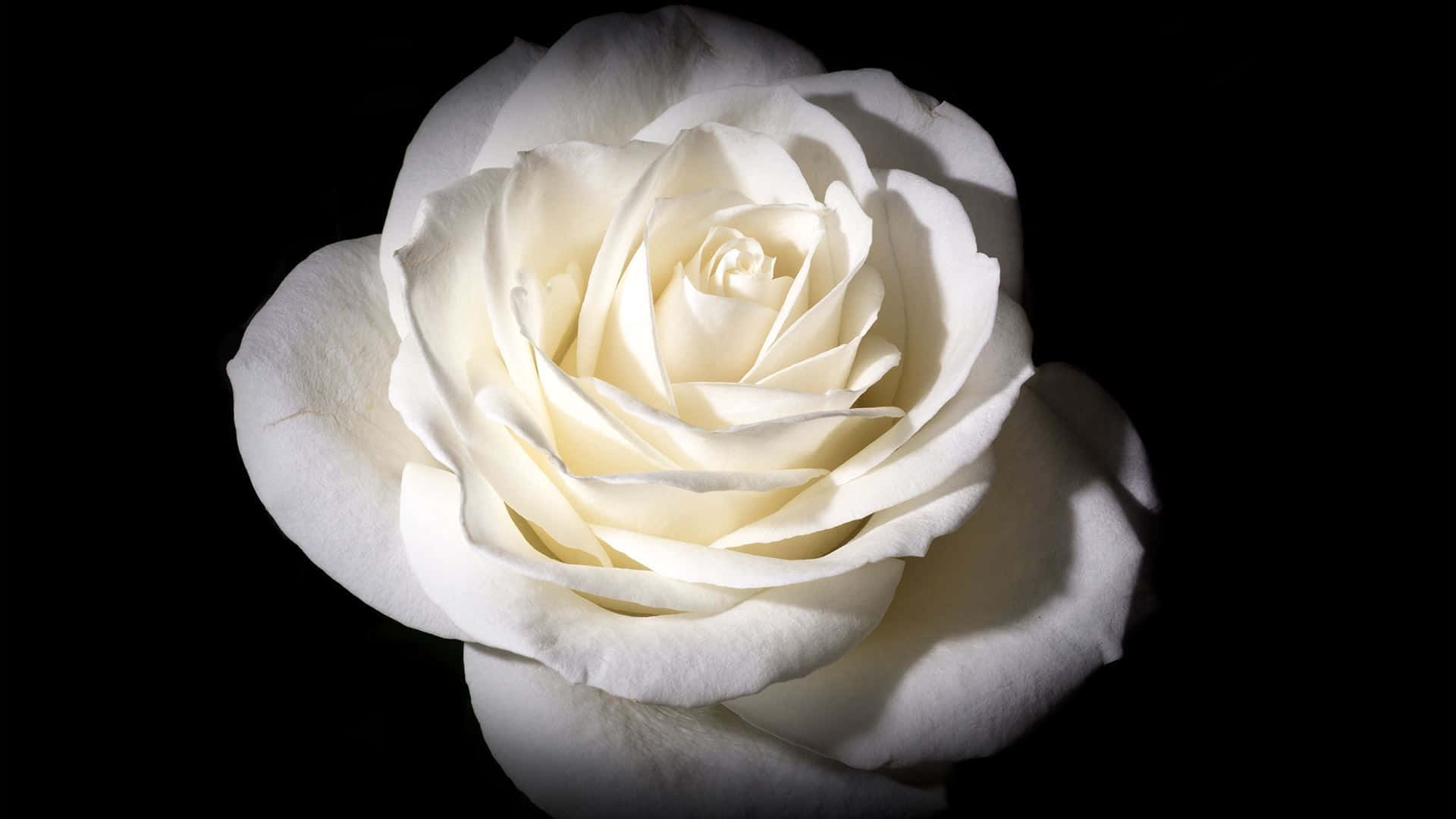 White Rose, black background, delicate petals, Full HD Desktop Wallpaper