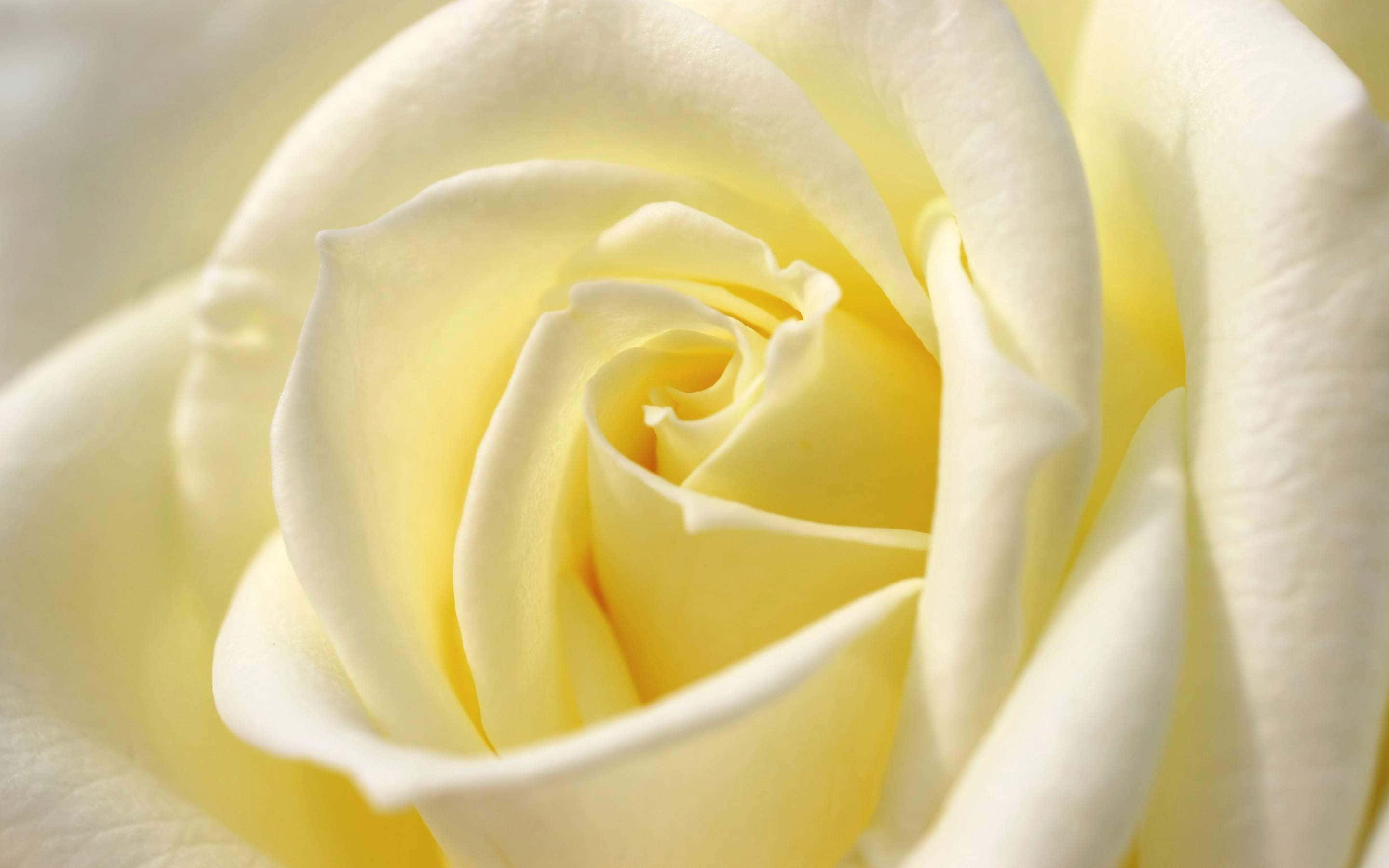 White Rose, creamy yellow rose, soft petals, 2K Desktop Wallpaper