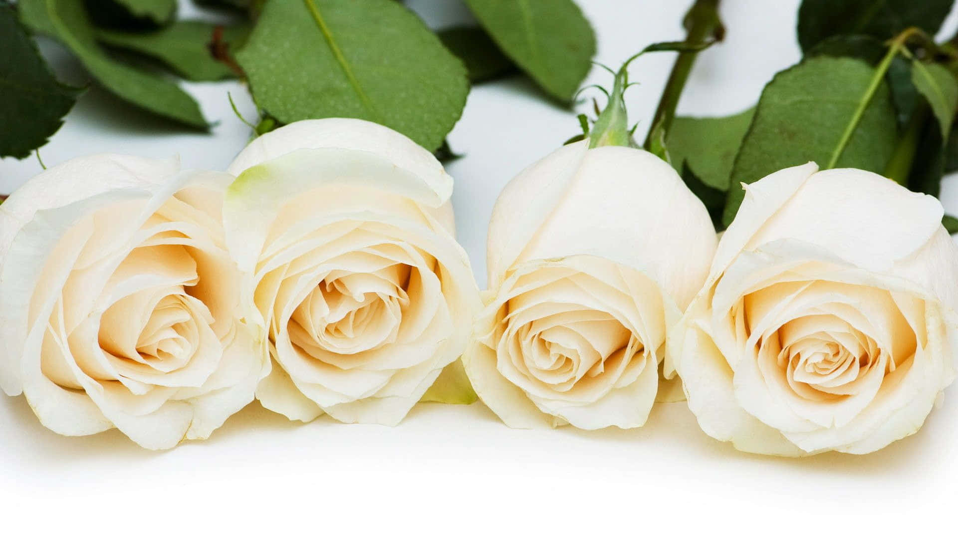 white rose, creamy white roses, lush green leaves, Full HD Desktop Wallpaper