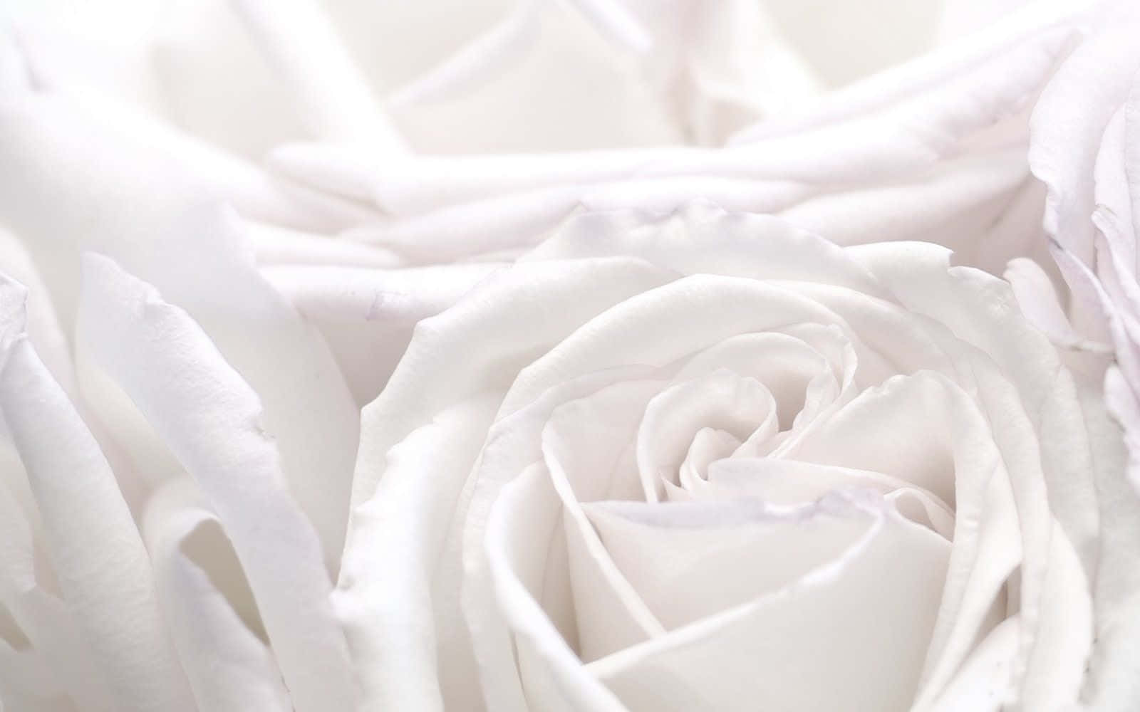 White Rose, pristine white rose, delicate petals, HD Desktop Wallpaper